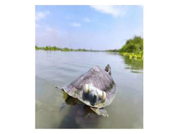 Endangered red-crowned roofed turtles return to River Ganga
